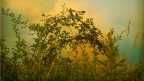 2013_Reportaj_concurs_Ayurveda